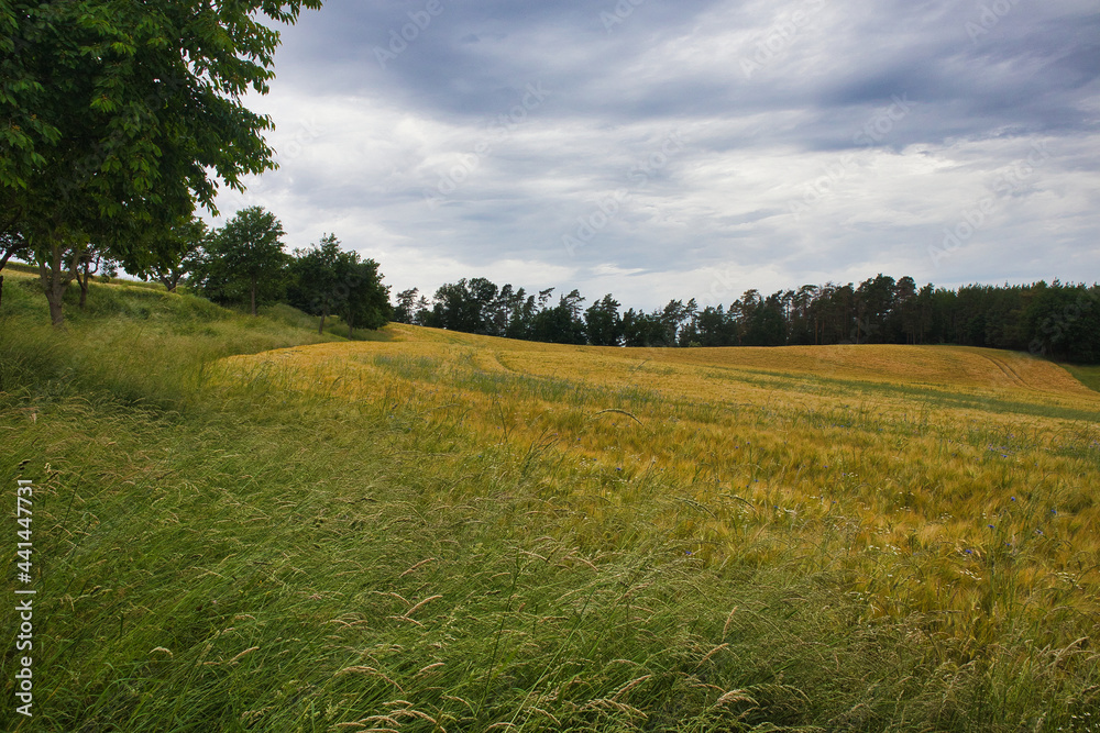 Obraz premium Weitwinkelansicht eines hügeligen Getreidefeldes in der thüringischen Landschaft bei Schöps im Saaletal, Deutschland