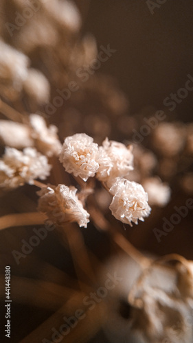 frost on the branches