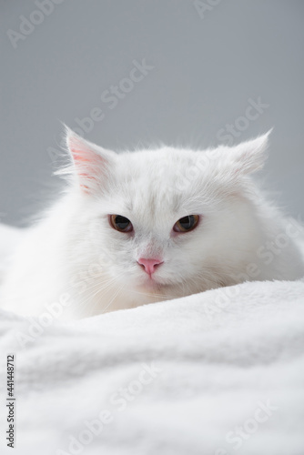 fluffy and white cat on blanket isolated on grey
