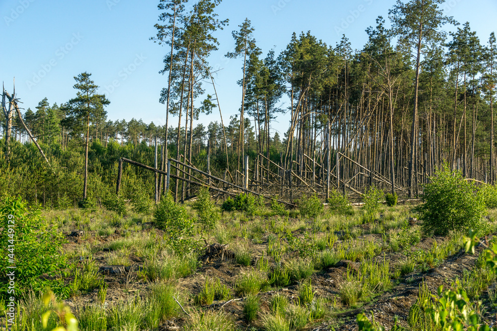 Poland. Over 100ha of Tuchola Forest destroyed by a hurricane in August 2017