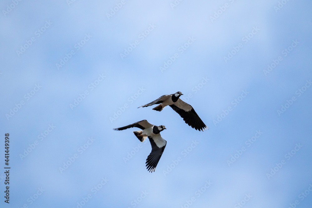 Obraz premium Two black and white nothern lapwing birds flying close to each other on a partially blue sky. It is also known as the vanellus vanellus, peewit or pewit, tuit or tew-it, green plover or pyewipe.