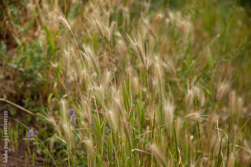 grass in the landscape