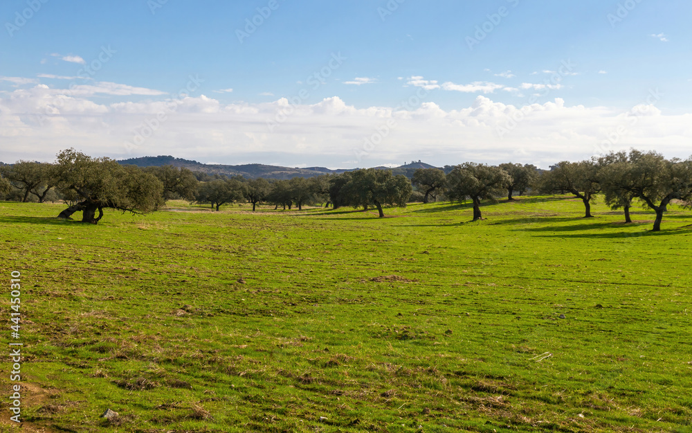 Fototapeta premium Cork oaks forest in autumn 