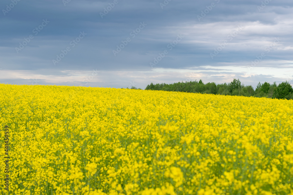 Field planted with yellow rapeseed. Agricultural land. A bright, beautiful landscape of contrasting colors. Horizontal photo. 