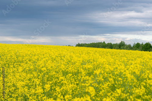 Field planted with yellow rapeseed. Agricultural land. A bright, beautiful landscape of contrasting colors. Horizontal photo. 