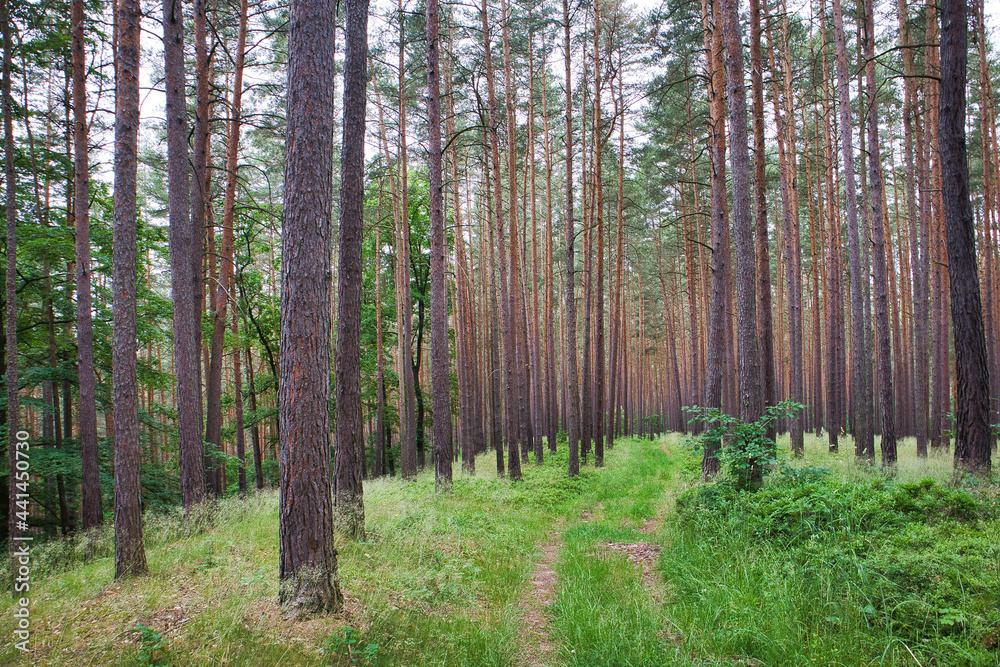 Obraz premium Idyllischer Waldweg führt durch einen dichten Nadelwald mit hohen Kiefern und Fichten, Deutschland