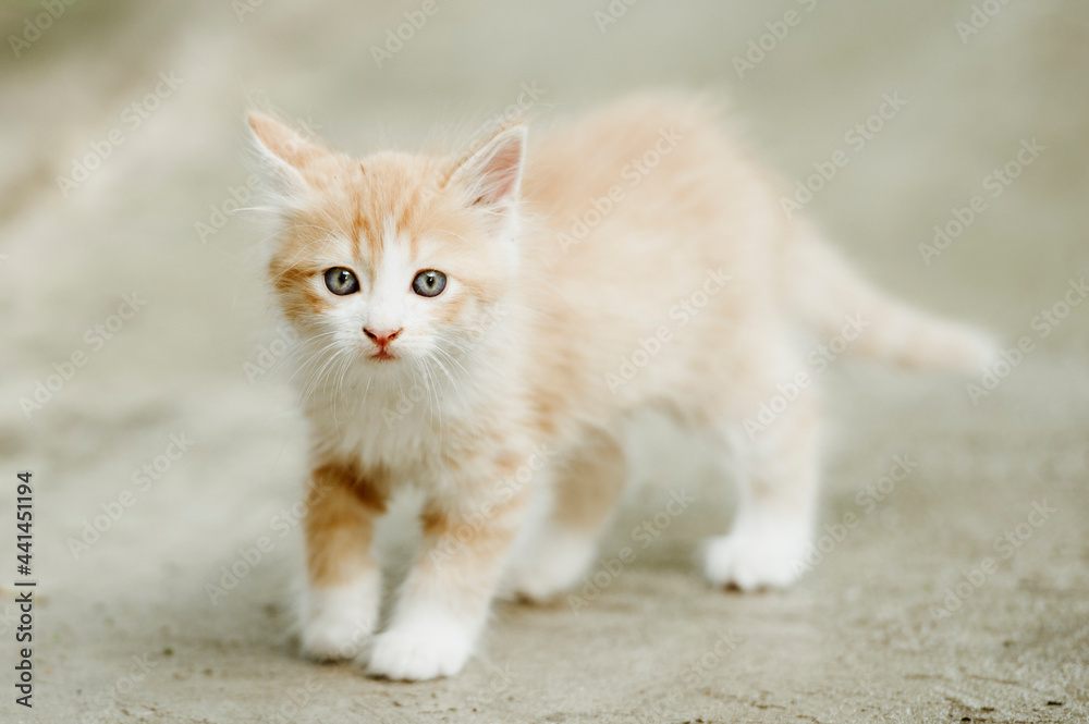 Cute attractive cat walking outside.