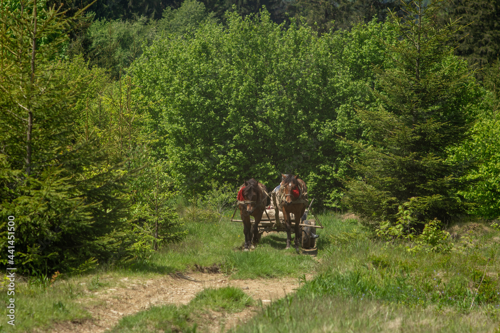 A cart with horses rides among the forest in the summer A cart with horses rides among the forest in the summer