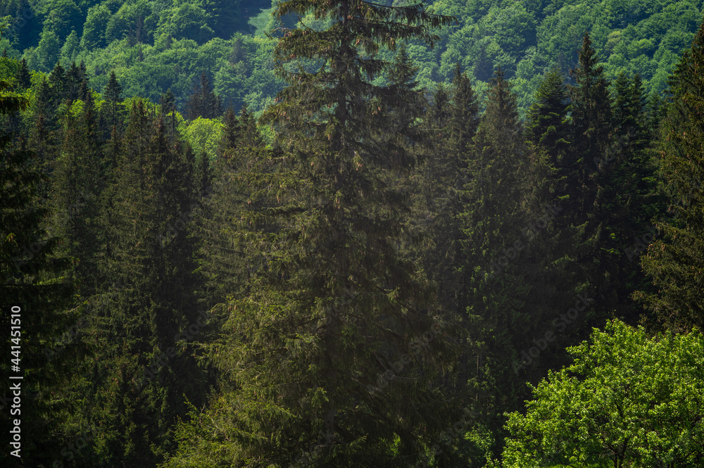 Green forest in the Carpathian mountains in summer Green forest in the Carpathian mountains in summer