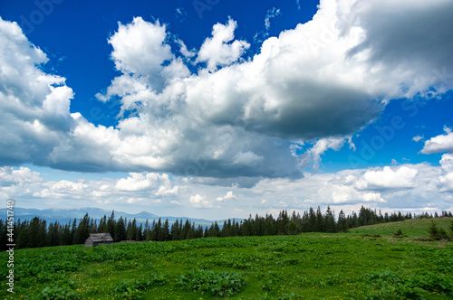 A meadow among a coniferous forest in the Carpathian mountains in Ukraine. Travel and rest in Ukraine.