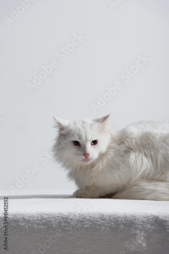 domestic furry cat on soft blanket isolated on grey