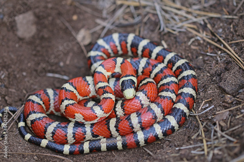 Knobloch's Mountain Kingsnake (Lampropeltis knoblochi) in Arizona Mountains