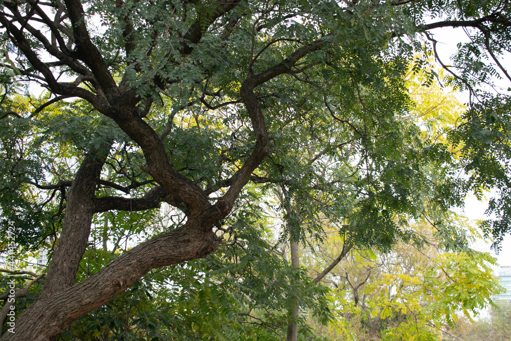 Fototapeta premium Arboles 2