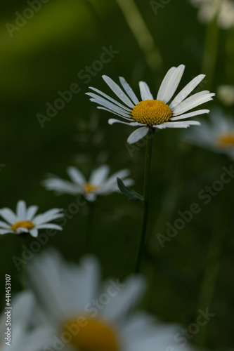 Beautiful daisies in the garden. Chamomiles on a blurred natural green background. Chamomile in the field.