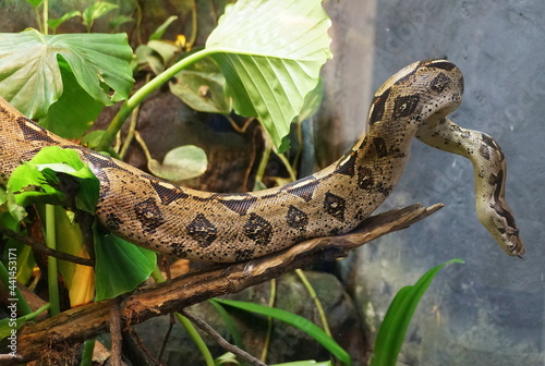 Close up of a beautiful patterns of a Boa Constrictor