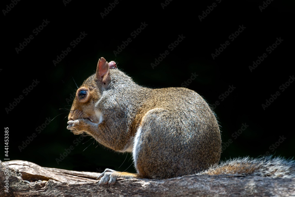 Gray Squirrel having dinner on a log. Gray Squirrel having dinner on a log.