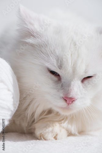 close up of white domestic cat near tangled ball of thread