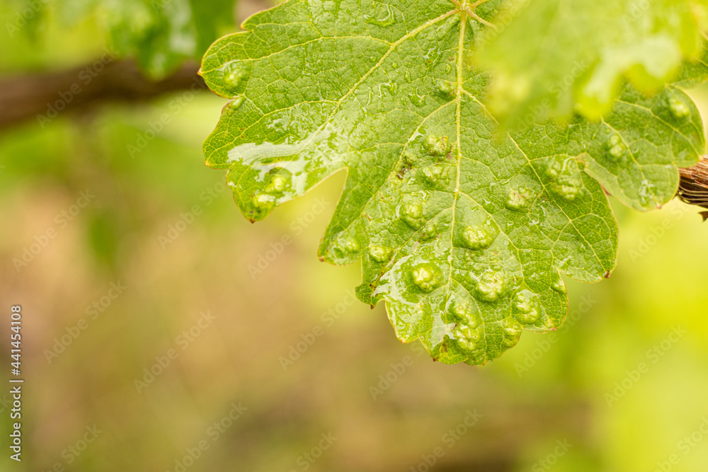 Galls on a grape leaf damaged by spider mites in a vineyard. Diseases of the vine Galls on a grape leaf damaged by spider mites in a vineyard. Diseases of the vine