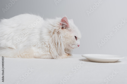 domestic white cat lying near plate with milk on table isolated on grey