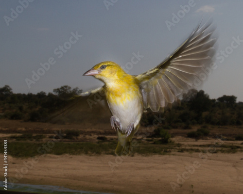 Kruger National Park: Birds weaver in flight  © Peter