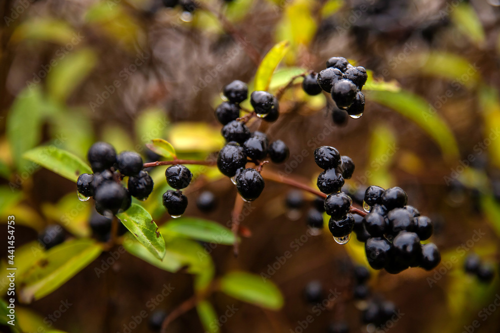 black autumn berries buckthorn macro photo black autumn berries buckthorn macro photo