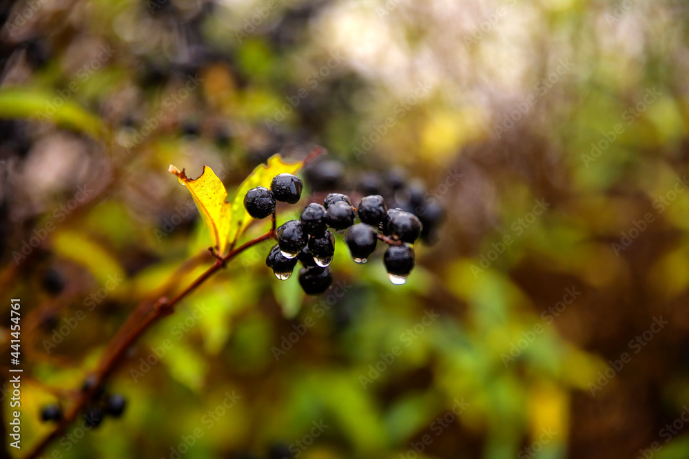 black autumn berries buckthorn macro photo black autumn berries buckthorn macro photo