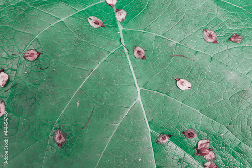 Beautiful detail green burdock leaf photo