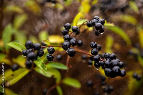 black autumn berries buckthorn macro photo
