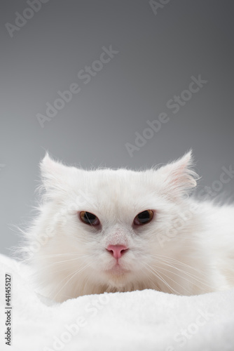 white cat on soft white blanket isolated on grey