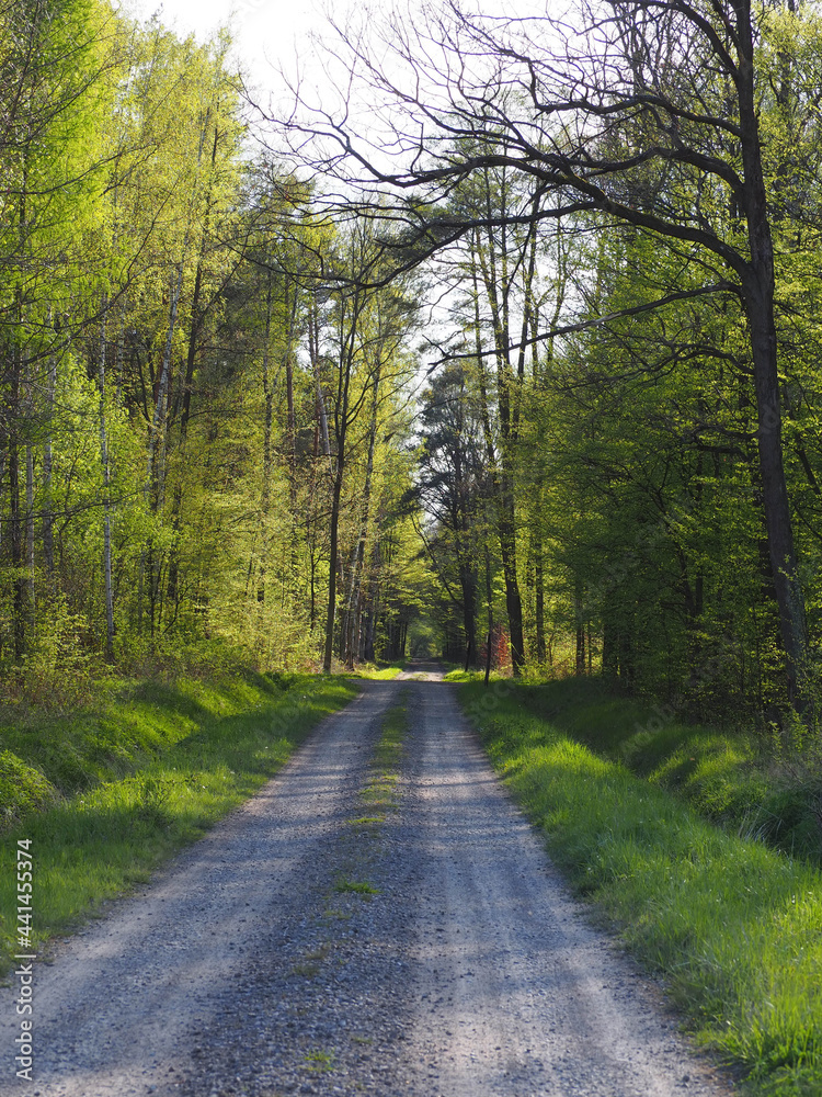Obraz premium Forest Atmosphere in the Spring