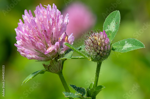 Macro shot of a flower on a red clover (trifolium pratense) plant photo
