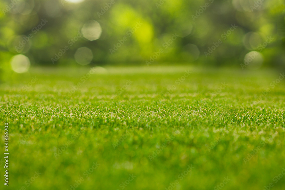 Fototapeta premium Green grass natural background with selective focus
