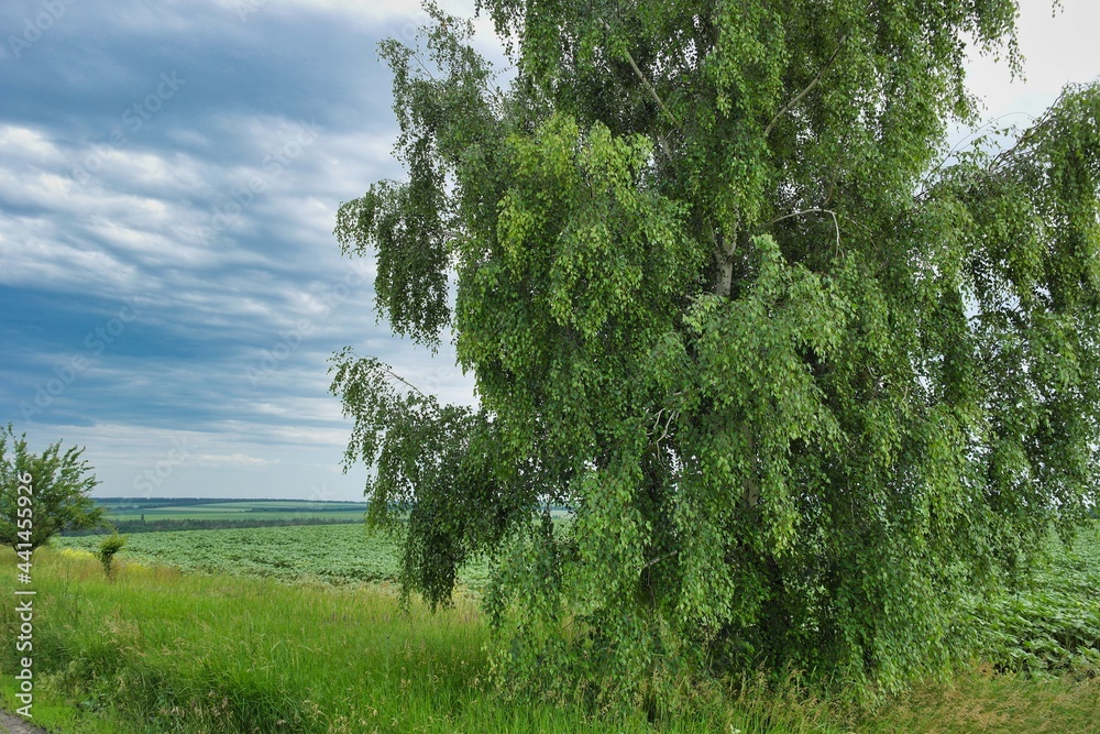 Fototapeta premium Summer landscape on a riverside flooded meadow with trees and lush green grass