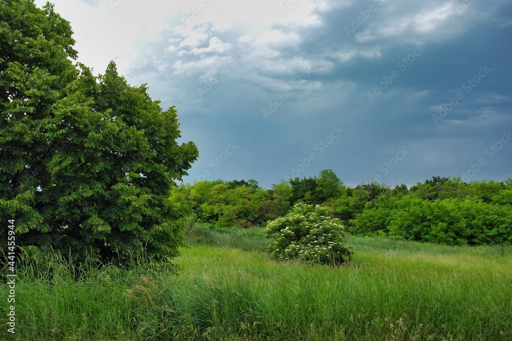 Fototapeta premium Summer landscape on a riverside flooded meadow with trees and lush green grass