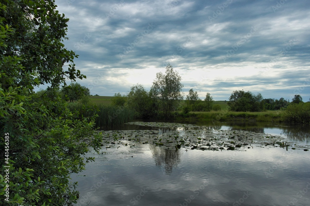 Fototapeta premium Summer landscape on a riverside flooded meadow with trees and lush green grass