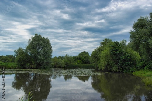 Summer landscape on a riverside flooded meadow with trees and lush green grass