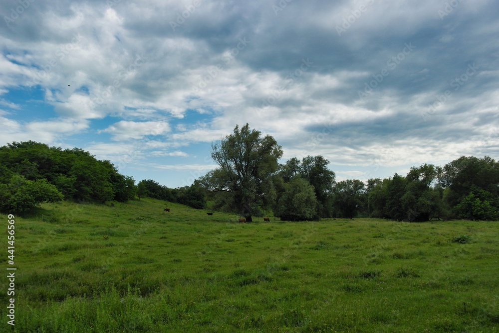 Summer landscape on a riverside flooded meadow with trees and lush green grass Summer landscape on a riverside flooded meadow with trees and lush green grass