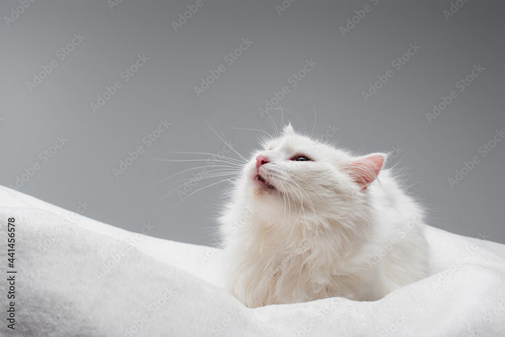 furry white cat on soft blanket isolated on grey furry white cat on soft blanket isolated on grey