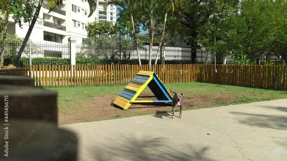 Pit bull dog playing in the park. The pitbull takes advantage of the sunny day to have fun. Dog place with green grass, and fence with wooden stakes. Toys like a ramp for him to exercise. Pit bull dog playing in the park. The pitbull takes advantage of the sunny day to have fun. Dog place with green grass, and fence with wooden stakes. Toys like a ramp for him to exercise.