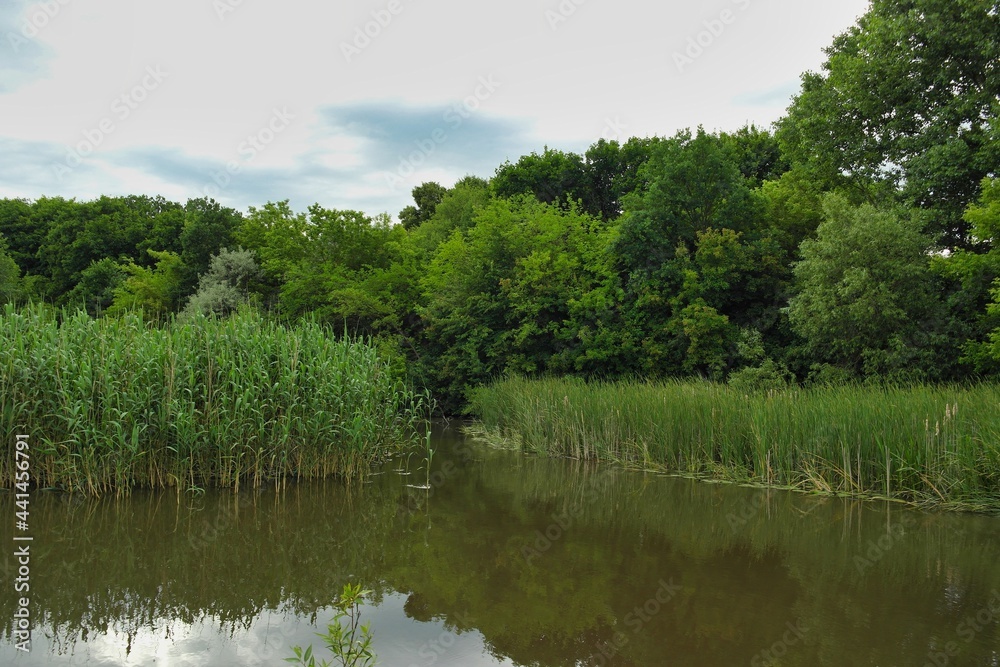 Summer landscape on a riverside flooded meadow with trees and lush green grass Summer landscape on a riverside flooded meadow with trees and lush green grass