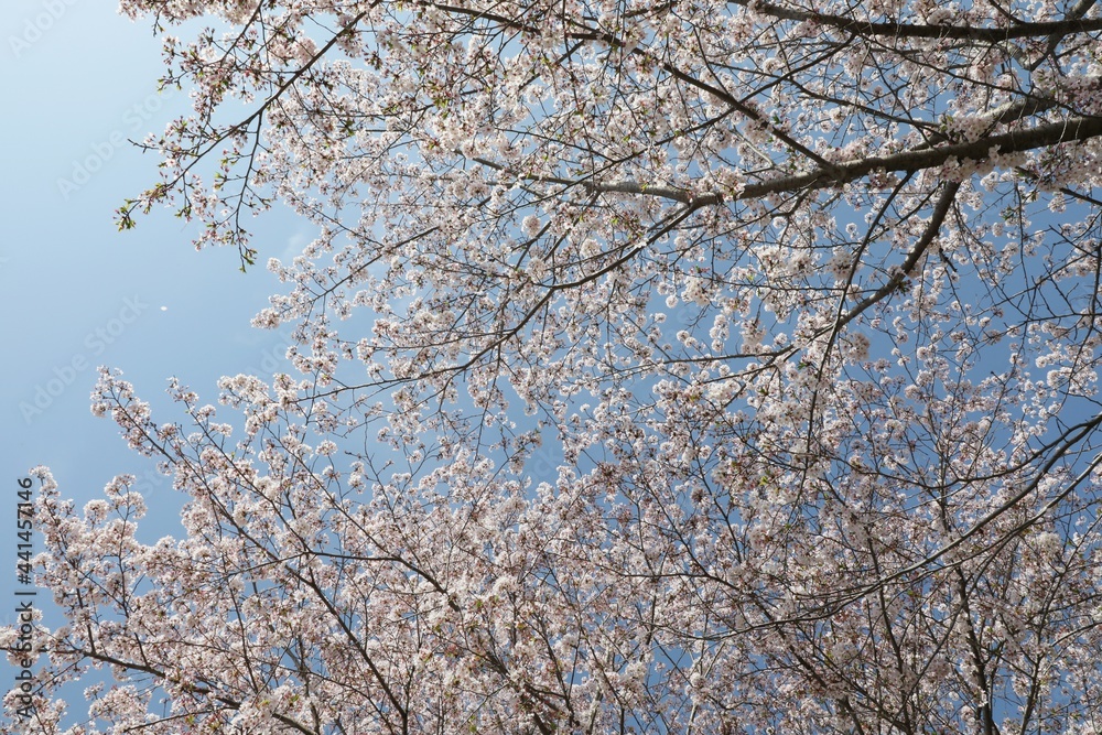 空を見上げたら満開の桜