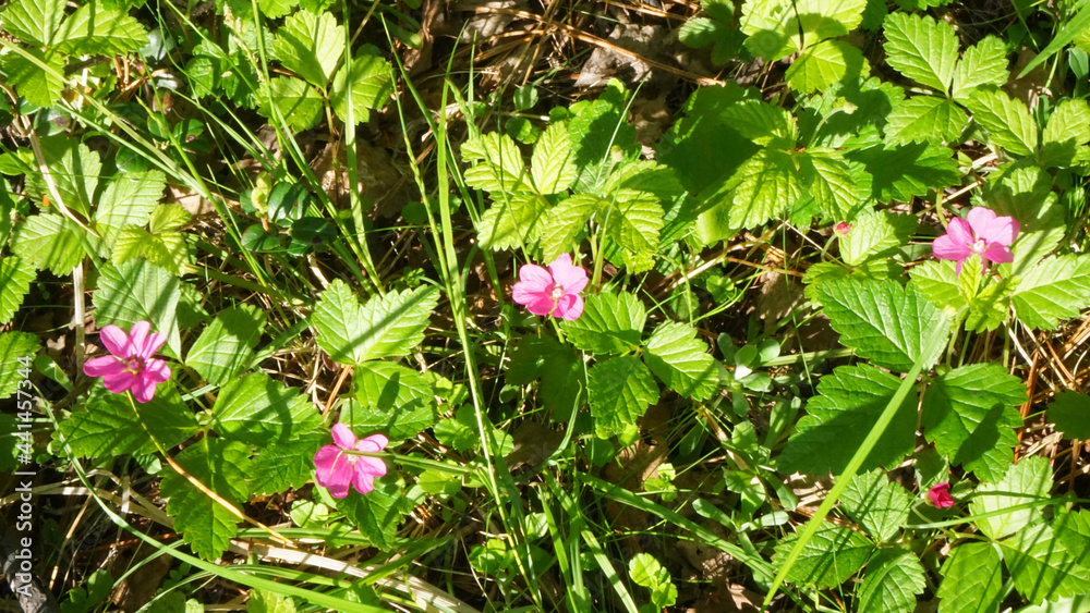 pink beautiful small flowers among green juicy fresh greenery in the grass it's sunny summer pink beautiful small flowers among green juicy fresh greenery in the grass it's sunny summer