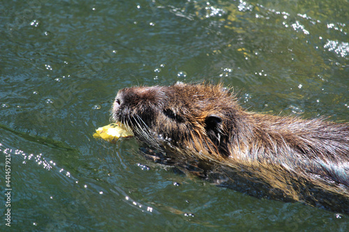 Closeup shot of a muskrat Ondatra zibethicus or nutria Myocastor eating an apple in the pond photo
