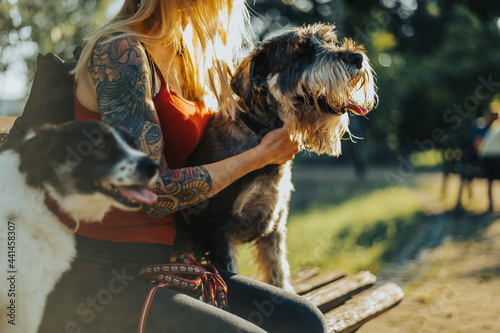 Canvas Print Woman walking her dogs in the park and taking a break while sitting on the bench