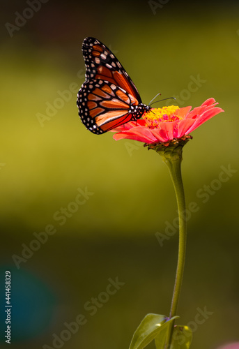 Wallpaper Mural butterfly, flower, insect, nature, garden, sky Torontodigital.ca
