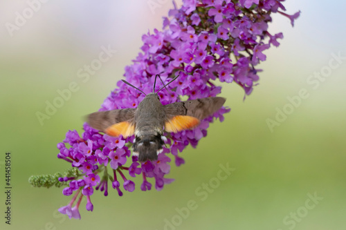 Morosphinx Macroglossum stellatarum butinant sur un Buddleia photo