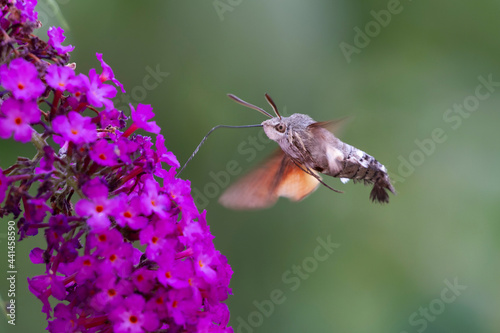 Morosphinx Macroglossum stellatarum butinant sur un Buddleia photo