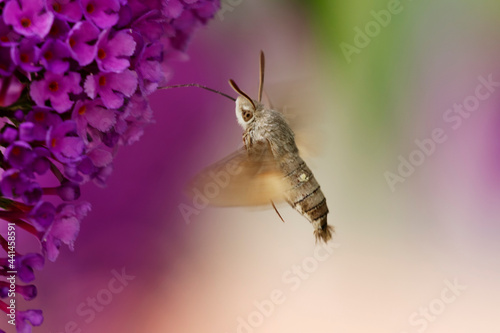 Morosphinx Macroglossum stellatarum butinant sur un Buddleia photo