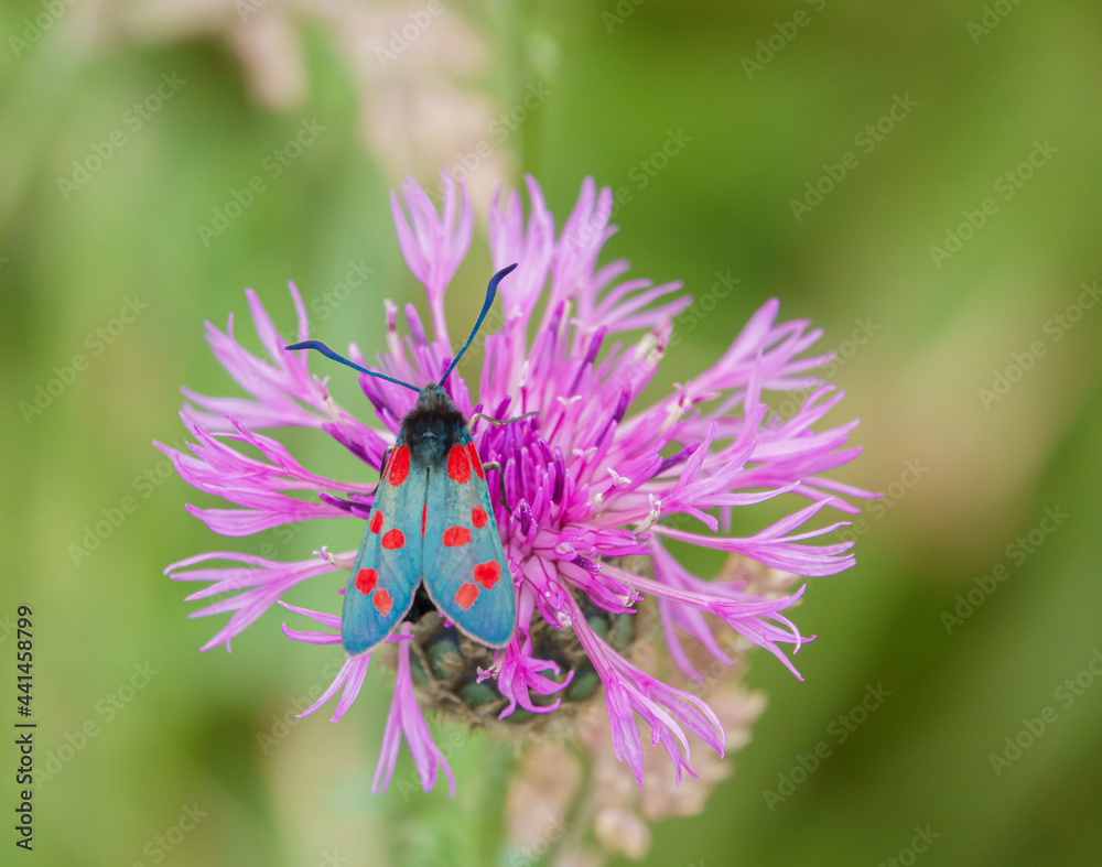 a six spot burnet moth (Zygaena filipendulae) feeding on a beautiful pink greater knapweed (Centaurea scabiosa) flower a six spot burnet moth (Zygaena filipendulae) feeding on a beautiful pink greater knapweed (Centaurea scabiosa) flower