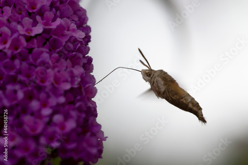 Morosphinx Macroglossum stellatarum butinant sur un Buddleia photo